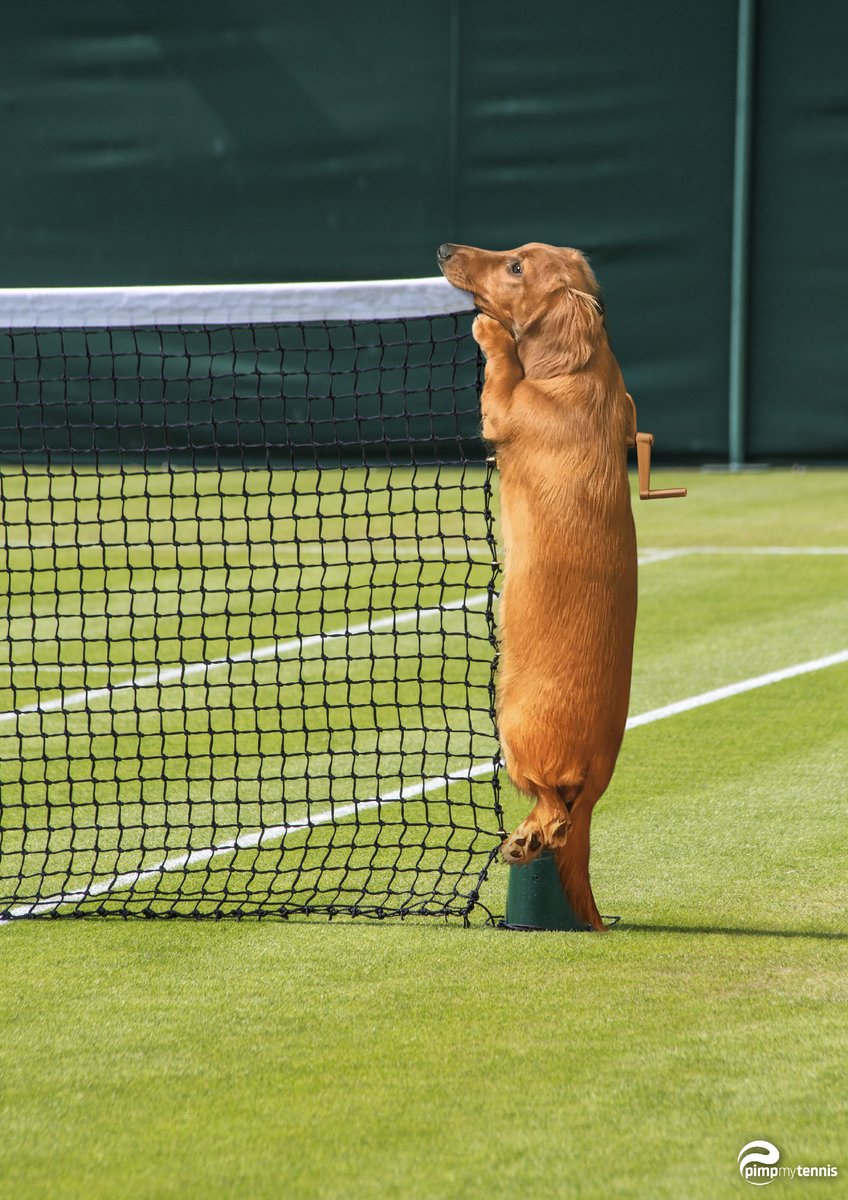 pimpmytennis's tweet photo. Dogs to replace net poles & #ballkids during next #Wimbledon (@Daria_gav’s Tofu on 📷)
🆓HD poster on #pimpmytennis.com
#tennisnet #Poledance #net #tennis #teckel #dachshund #dachshunds #wienerdog #wienerdogs #hotdogs #rt #stayhome #tennispassion #innovation #hotdog #sausage https://t.co/N4NzxlCHg9