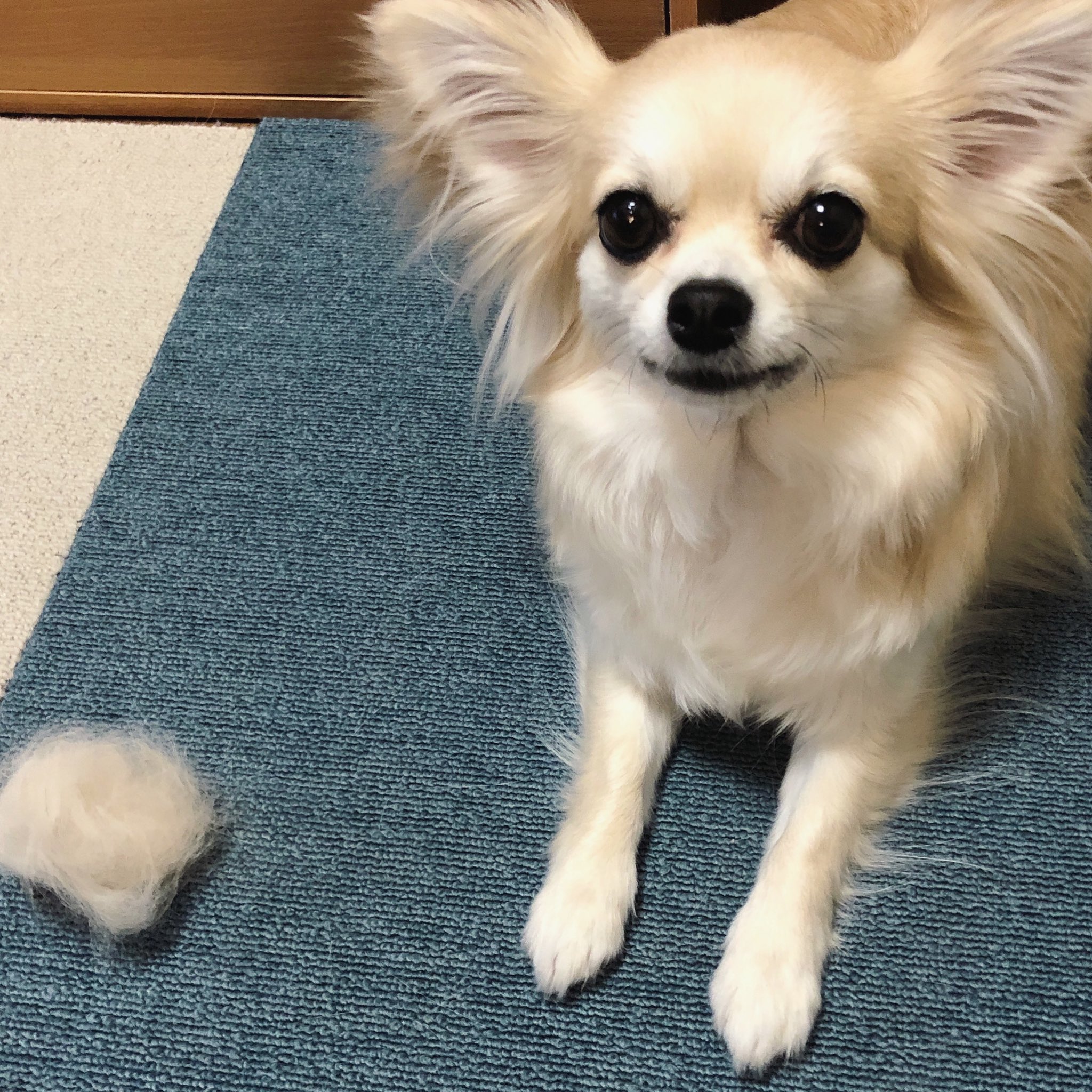 Pettimo ササっとブラッシングしたたけで 抜けました 換毛期 愛犬 わんこ チワワ 犬のいる暮らし 犬のいる生活 T Co 8qoi1gwrze Twitter