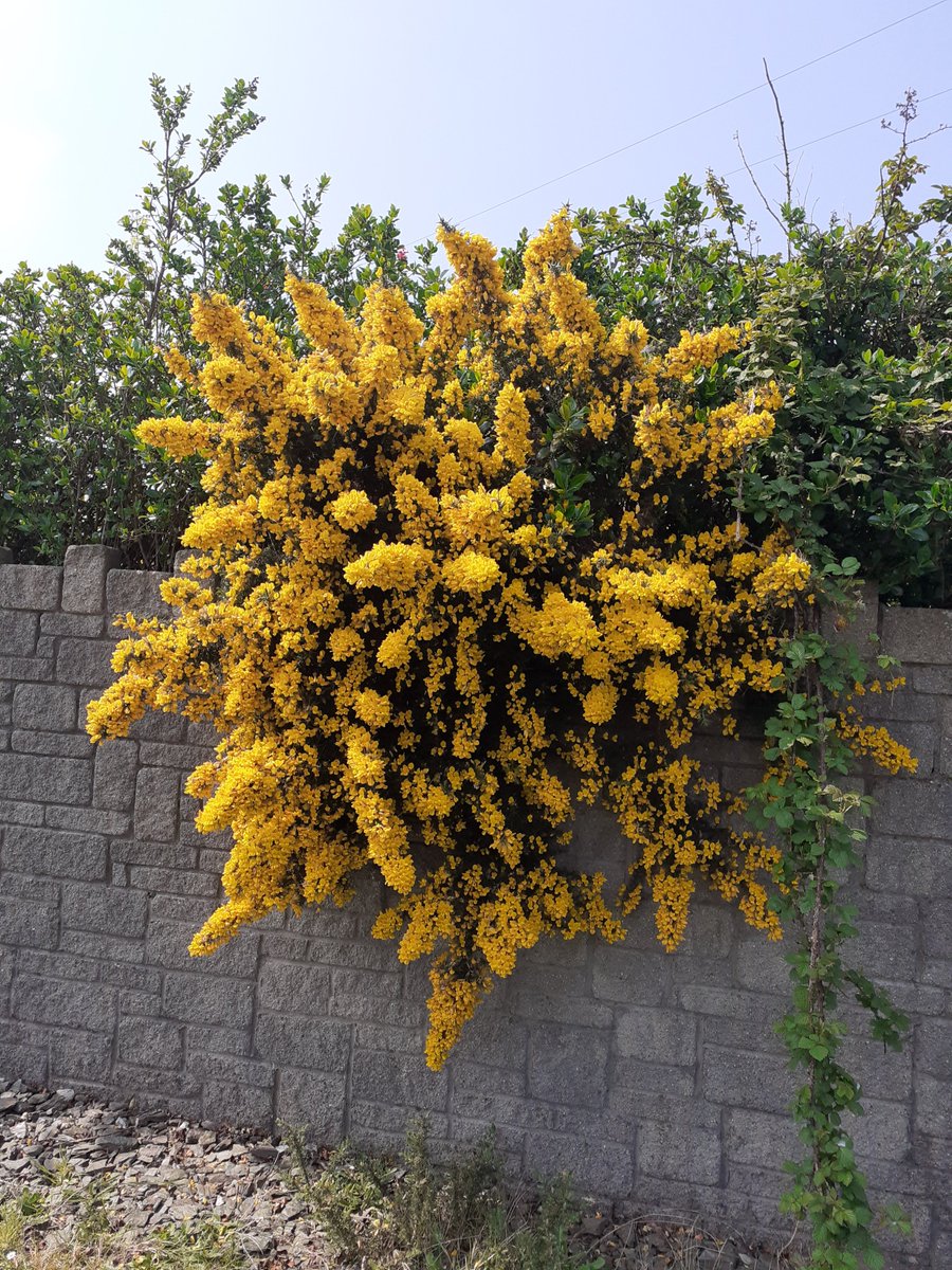 JenElliott22's tweet photo. @PassageEastNS we hope everyone is safe and https://t.co/4Dx9d9BedA are so flowers we found on our cycles from Luke Ellana and Gabrielle https://t.co/HEir9mqmgI