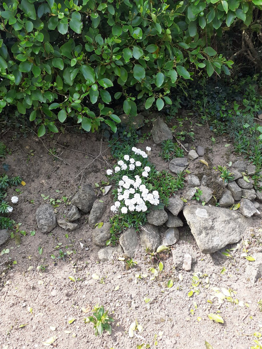 JenElliott22's tweet photo. @PassageEastNS we hope everyone is safe and https://t.co/4Dx9d9BedA are so flowers we found on our cycles from Luke Ellana and Gabrielle https://t.co/HEir9mqmgI