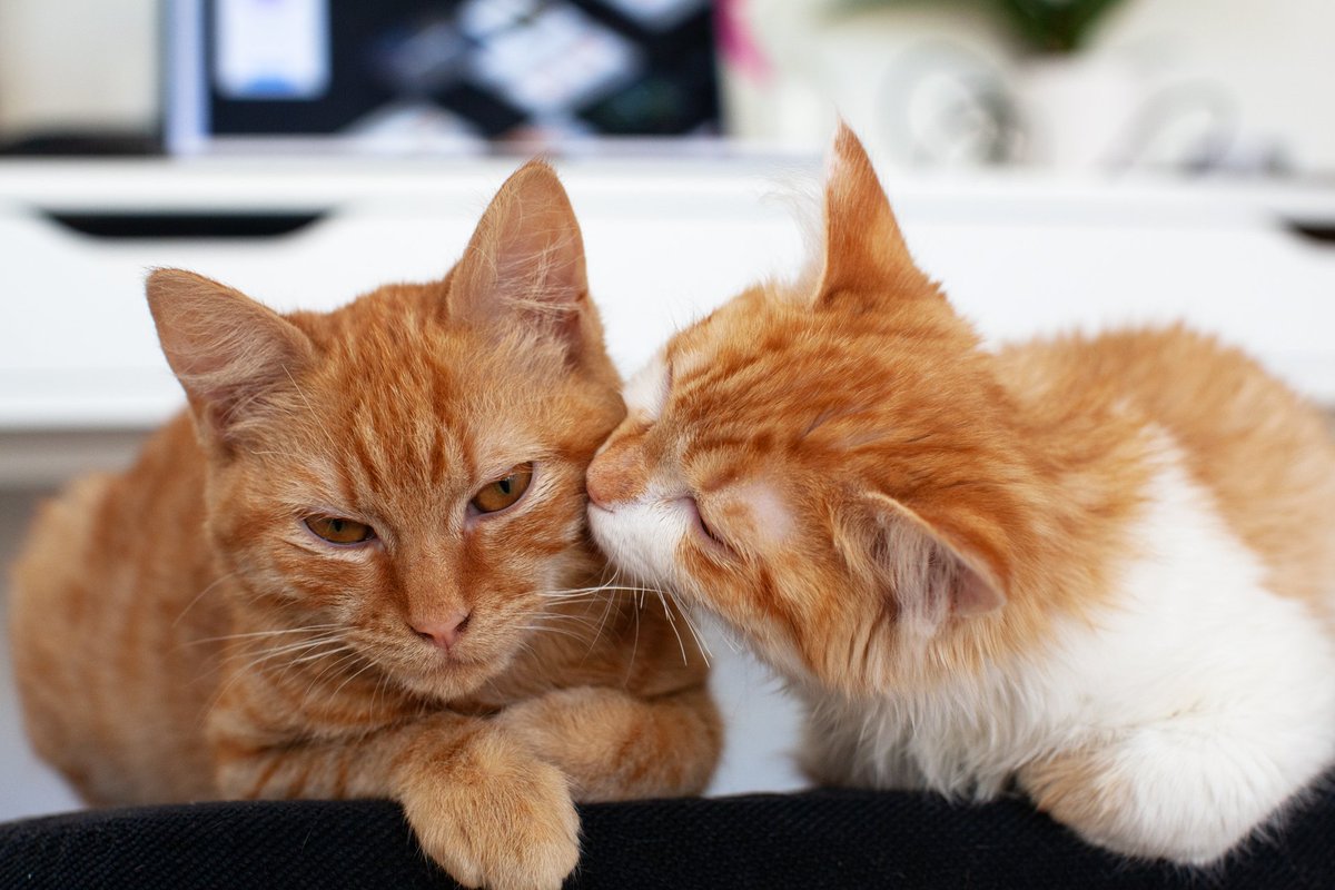 melanie_duault's tweet photo. @MoveTheWorld HELP! My two #cats Olli and Poof are in #Oaxaca (Mexico) I am in US and I am trying to get them back to France asap. I was supposed to go back but covid-19 changes everything. They are my emotional support animals and don't know what to do. Please help. https://t.co/kyWGqLcweR
