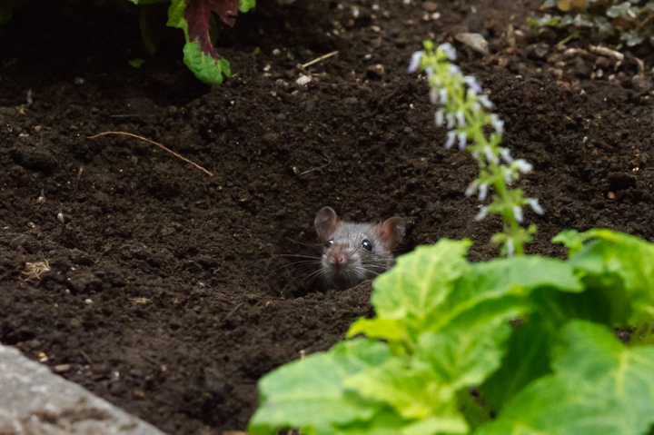 原啓義 6 22 7 5写真展 街ネズミ写真家 花壇にネズミが生えるようになりました 春ですね 齧歯目 げっ歯目 げっしー Rodent 小動物 カワイイ街ネズミ写真キャンペーン