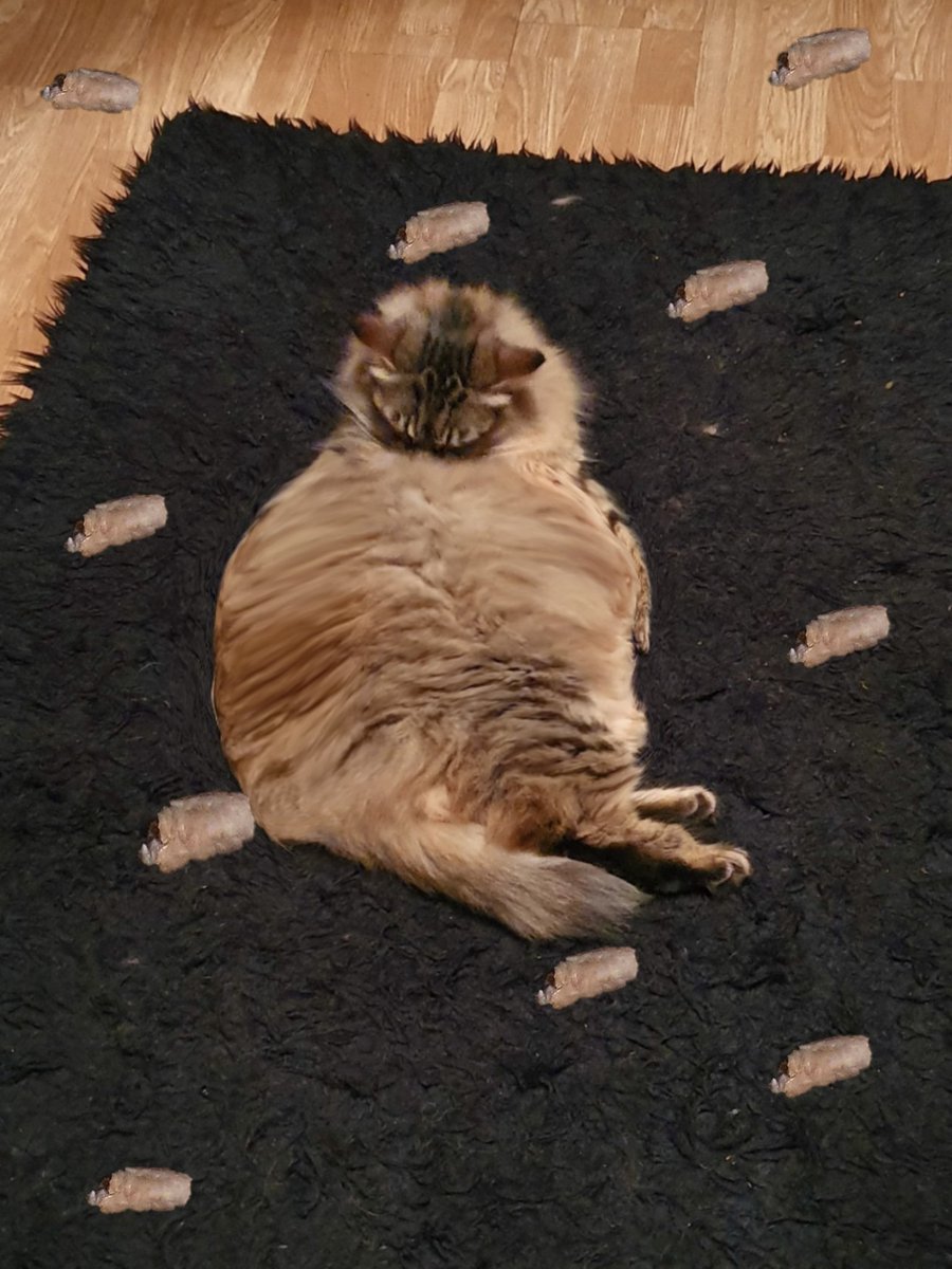 stvstvsosinj's tweet photo. henlo @DoctorChristian ham a cat hoo luvs jus a b̶i̶t̶ LOT of sosinj - but its reyali afectin mi helf an wellbean, is dere owt helfiya a can eet wiv a sosinj flayva? FANKS, MEGASTV 😺
Horlso i do exasyze 2 keep mi curves, hav inclooded foto 😸
#FITFATFUN #SOSINJ #OVAWAYTCAT https://t.co/bXQ1KVAdSI