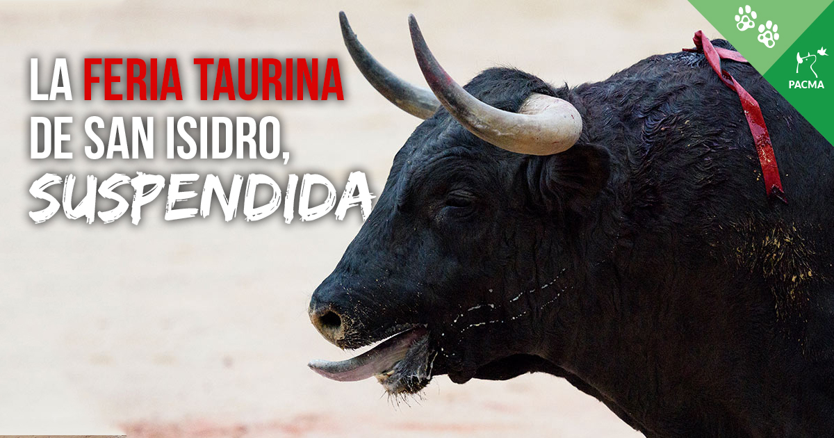 PartidoPACMA's tweet photo. 🔴 ¡LA FERIA TAURINA DE SAN ISIDRO, SUSPENDIDA! 

La feria más conocida del mundo taurino ha sido suspendida. 

✊ Este año, al menos, Madrid no será el escenario de la tortura hasta la muerte de muchos toros. 

Es el primer paso. #TauromaquiaAbolición https://t.co/flQCNXIfWF