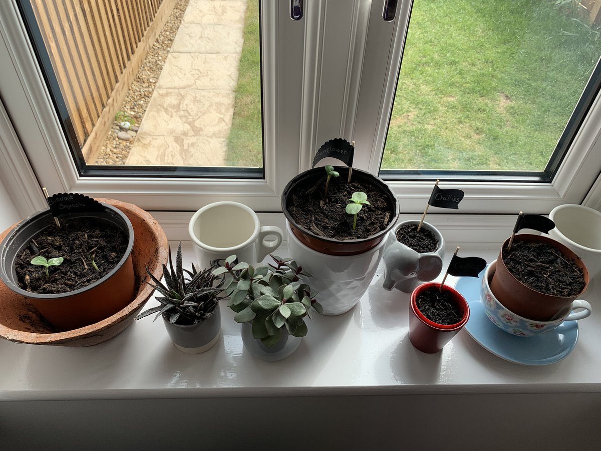 Apollo_Class's tweet photo. Happy Monday Apollo! How are you all? Hope you had a lovely weekend in the sun.. I said I would give an update on my seedlings so here you go... the sunflower and butternut squash have started growing... no chillies yet but I have new Strawberry plants as well! @FairfieldsPrim1 https://t.co/k7mtzQHLiH