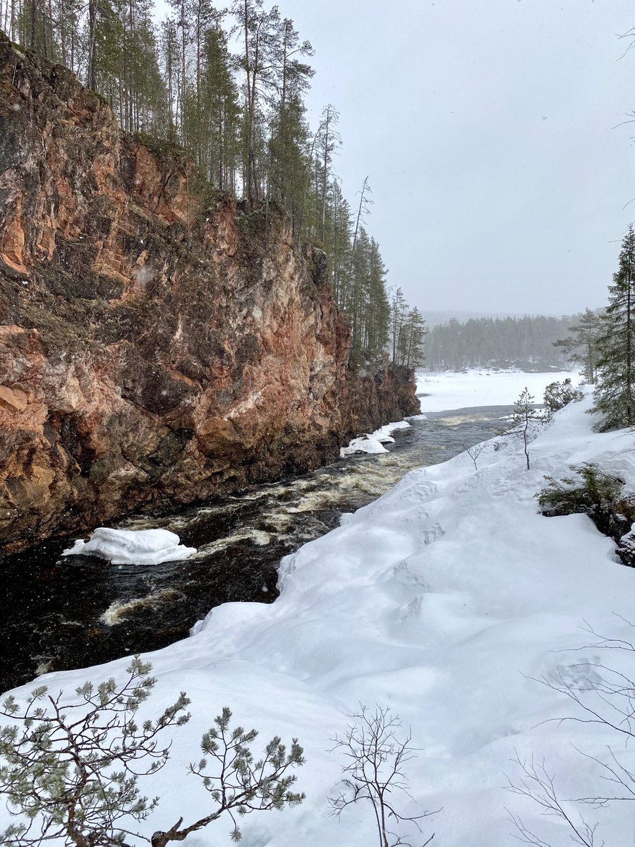 pasimaenpaa's tweet photo. #oulanka #kansallispuisto Suomi on pitkä maa ja toisessa päädyssä on edelleen talvi. Jäiden lähtö Oulankajoessa tapahtunee toukokuun toisella viikolla. https://t.co/WrVtE7sABk