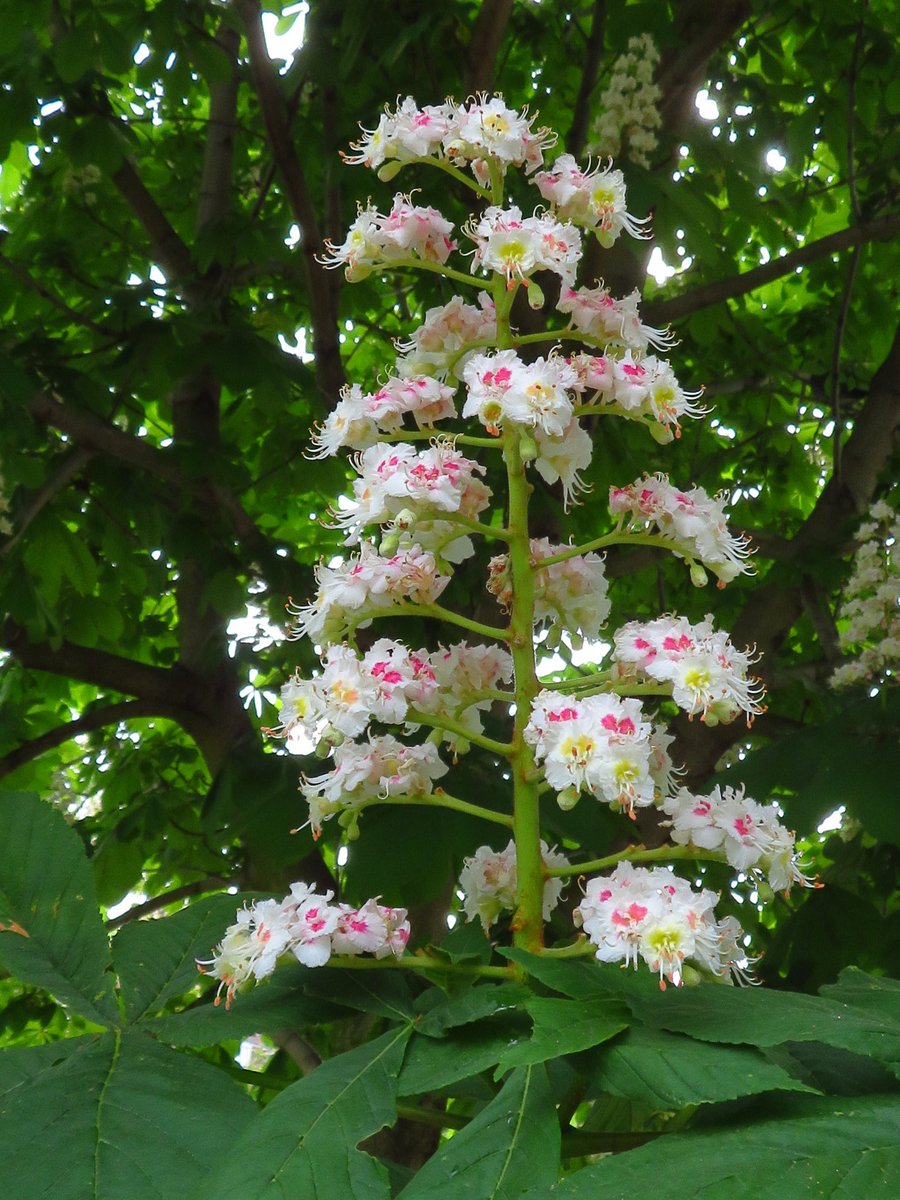 BermondseyTrees's tweet photo. #treehug This #beauTREEful Horse Chestnut 🌰 on the #DailyExercise #dailywalk https://t.co/ne5qiVyRoT