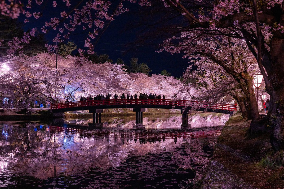 Uminchu2000's tweet image. ちょうど1年前の今日。昼過ぎに代官山でライブを観たその足で弘前へ直行した僕は、遅くまでウヒャウヒャ言いながら夜桜を撮っていたのでした。今年はCOVID 19の影響でさくらまつりは中止、弘前公園は閉鎖され、ライトアップも無いそう...来年だな、来年。
#オンライン花見 #弘前城
