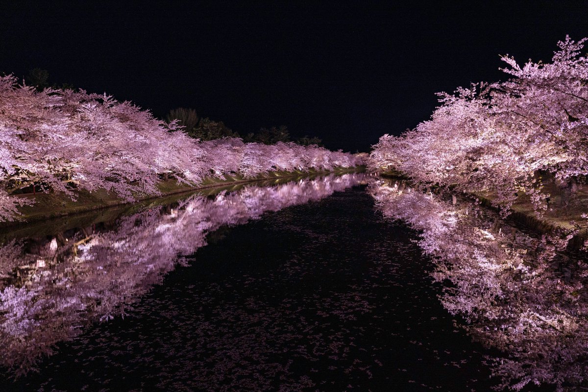 Uminchu2000's tweet image. ちょうど1年前の今日。昼過ぎに代官山でライブを観たその足で弘前へ直行した僕は、遅くまでウヒャウヒャ言いながら夜桜を撮っていたのでした。今年はCOVID 19の影響でさくらまつりは中止、弘前公園は閉鎖され、ライトアップも無いそう...来年だな、来年。
#オンライン花見 #弘前城