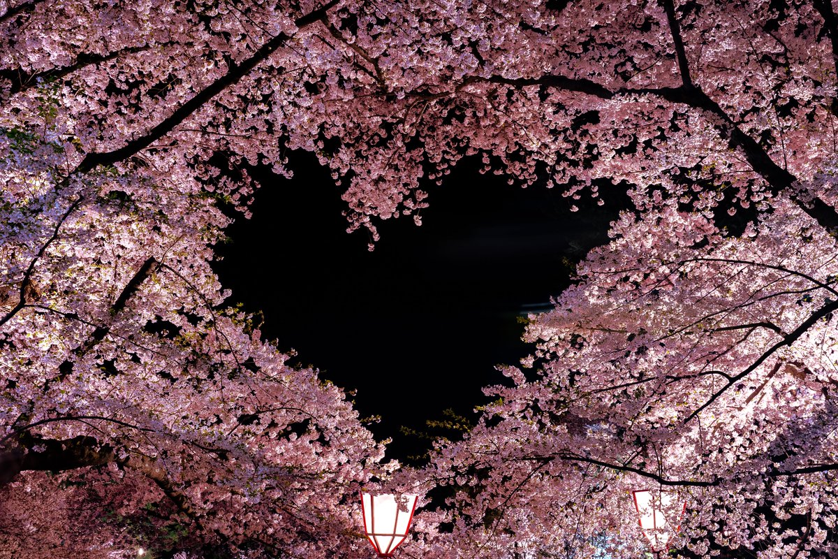 Uminchu2000's tweet image. ちょうど1年前の今日。昼過ぎに代官山でライブを観たその足で弘前へ直行した僕は、遅くまでウヒャウヒャ言いながら夜桜を撮っていたのでした。今年はCOVID 19の影響でさくらまつりは中止、弘前公園は閉鎖され、ライトアップも無いそう...来年だな、来年。
#オンライン花見 #弘前城