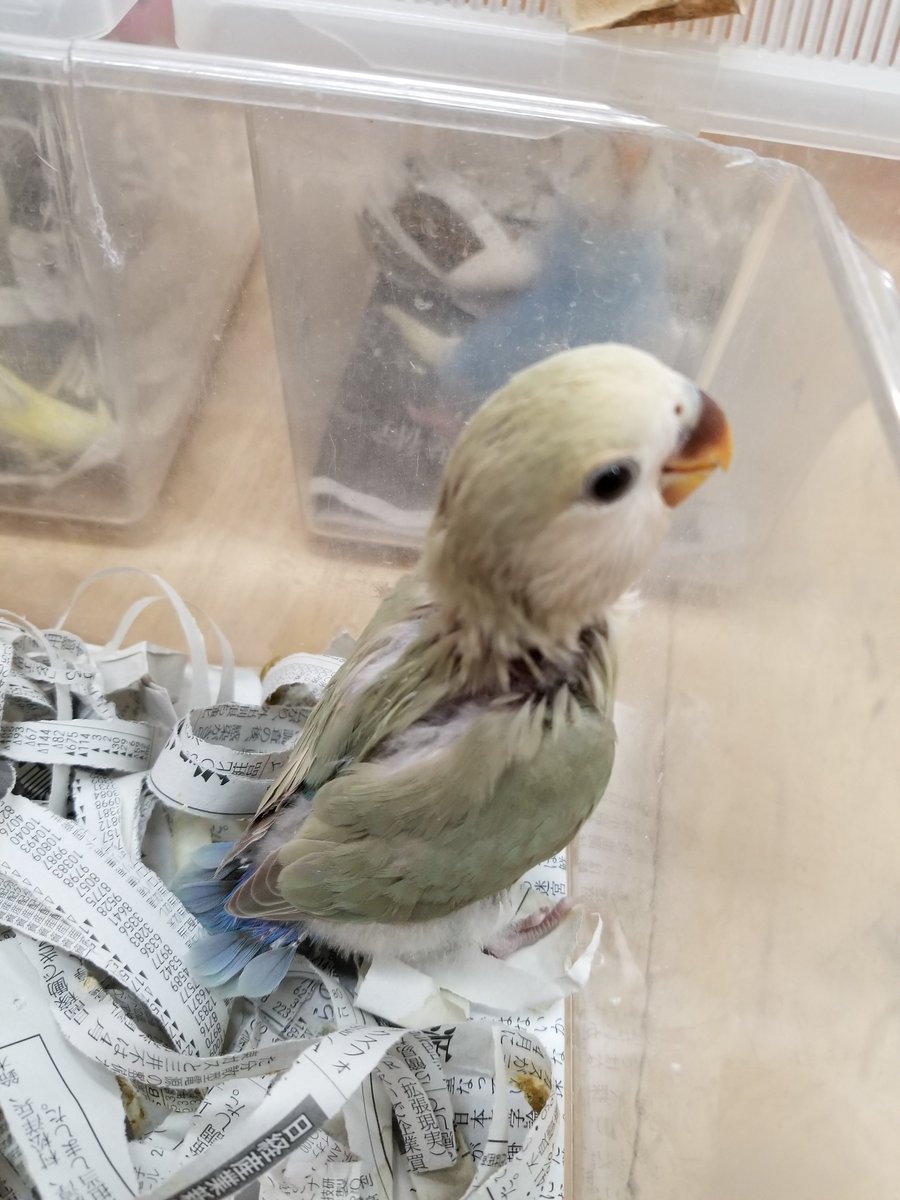 コザクラインコ 雛 コザクラインコ 雛