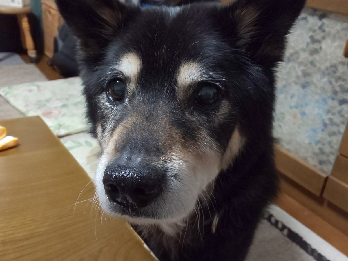 もも 昨日近くの山で収穫したゼンマイ タケノコ ワラビで一杯 そして迫り来る犬