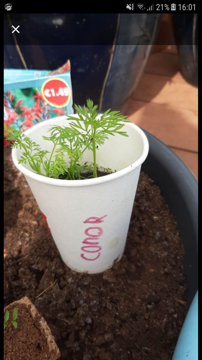 GreenFlag_5's tweet photo. Some more amazing growing from Rm2 as part of the Incredible Edibles Challenge! Well done boys @AgriAware 🥰🥰 https://t.co/6FnInG9HPn