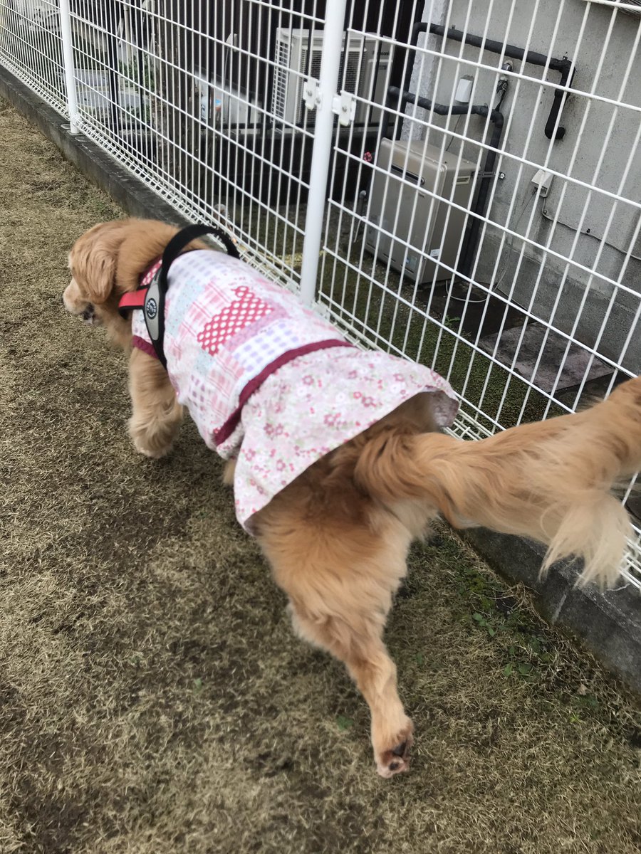 Grmayp そうなんです 大型犬のかわいいヤツだと相場がそんな感じなんです ちょいと調べたらdog Deptの公式 通販サイトでスカート付きのがセールになってました ゴールデンだと３lか４lだと思いますが サイズがあってセールは１つだけでした コレ