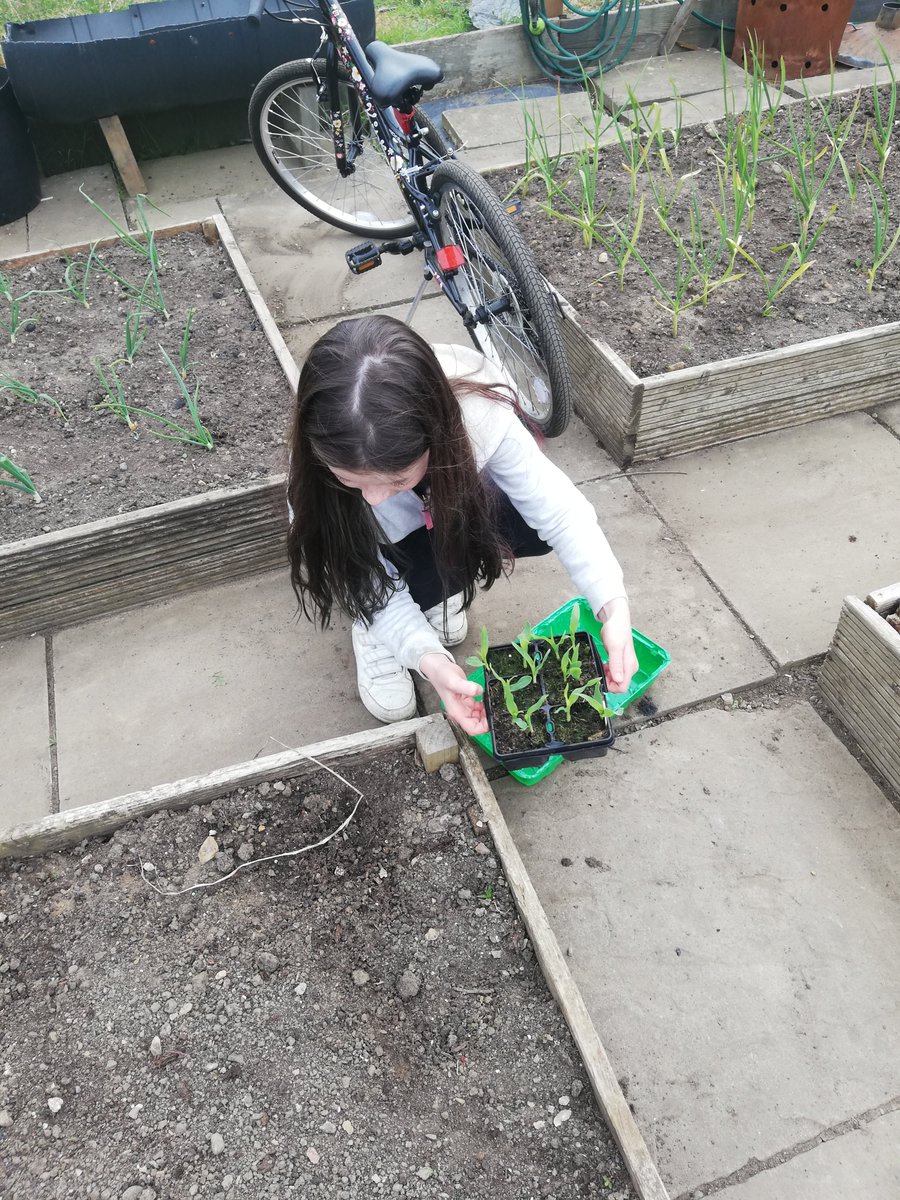 HSirrell's tweet photo. @MissHorsley_y3 Grace wanted to show you the sunflowers and peas which she has grown from seed and are now ready to plant in the allotment 🌱🌻 https://t.co/vMjxRpfoAT