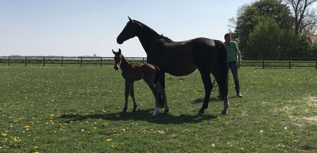 Daar is hij dan! Onze Prince. Vannacht geboren. Zoon van Governor uit onze elite-merrie D’ Alcatrasse Texel (Lingh x Ferro).