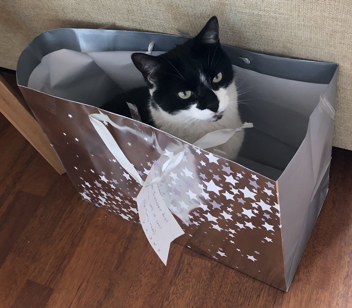 rufus_age's tweet photo. “What do you mean, I’m not a gift?”
#ififitsisits #CatsOfTheQuarantine #CatsOfTwitter #catsofinstagram https://t.co/dn93Oc6EQu