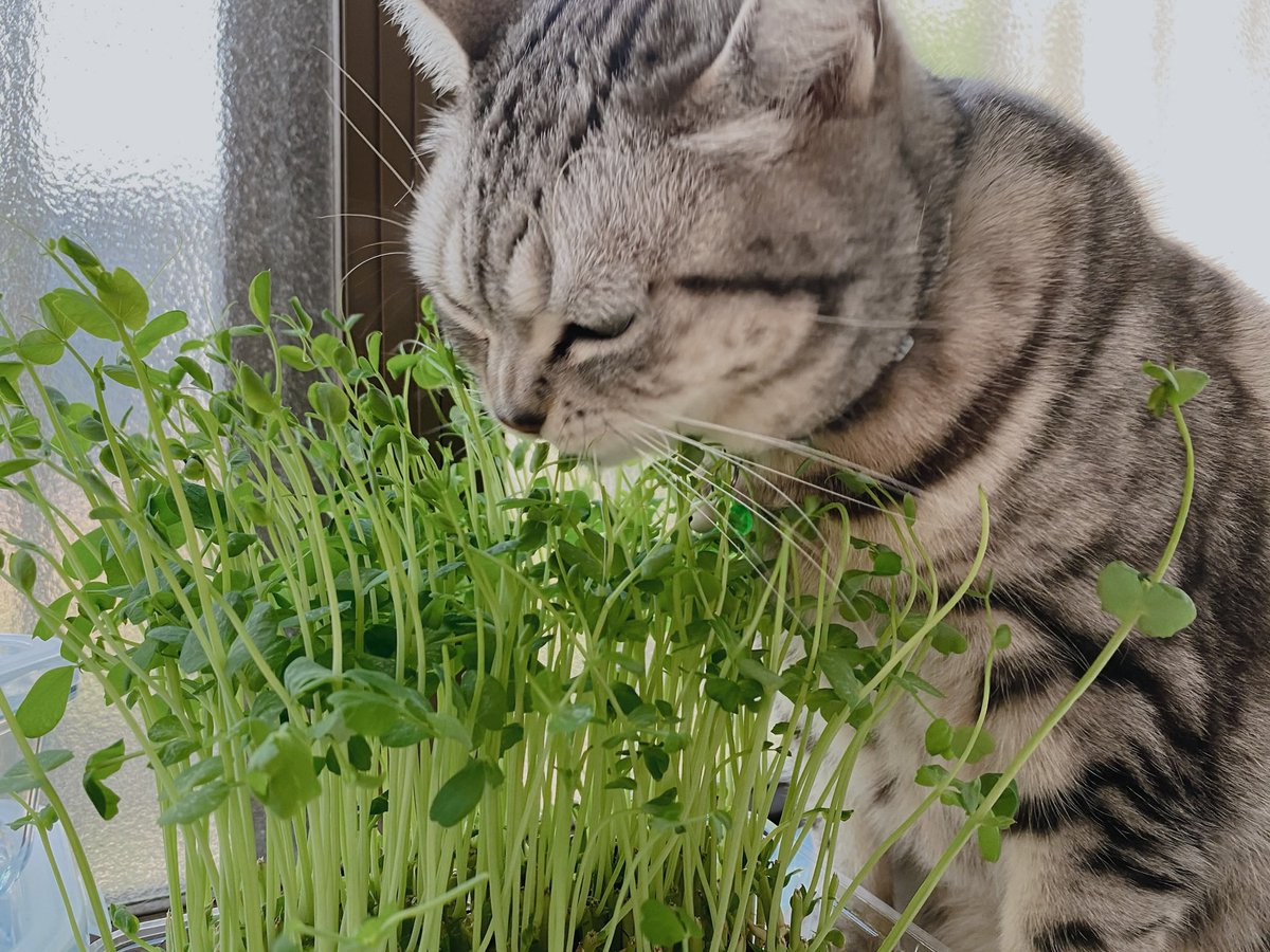 meeee__bt's tweet photo. 私んちも豆苗育ててるんですけど、収穫前に猫がムシャムシャし出すんですよ(そうですか) https://t.co/MTnSbm8eNa