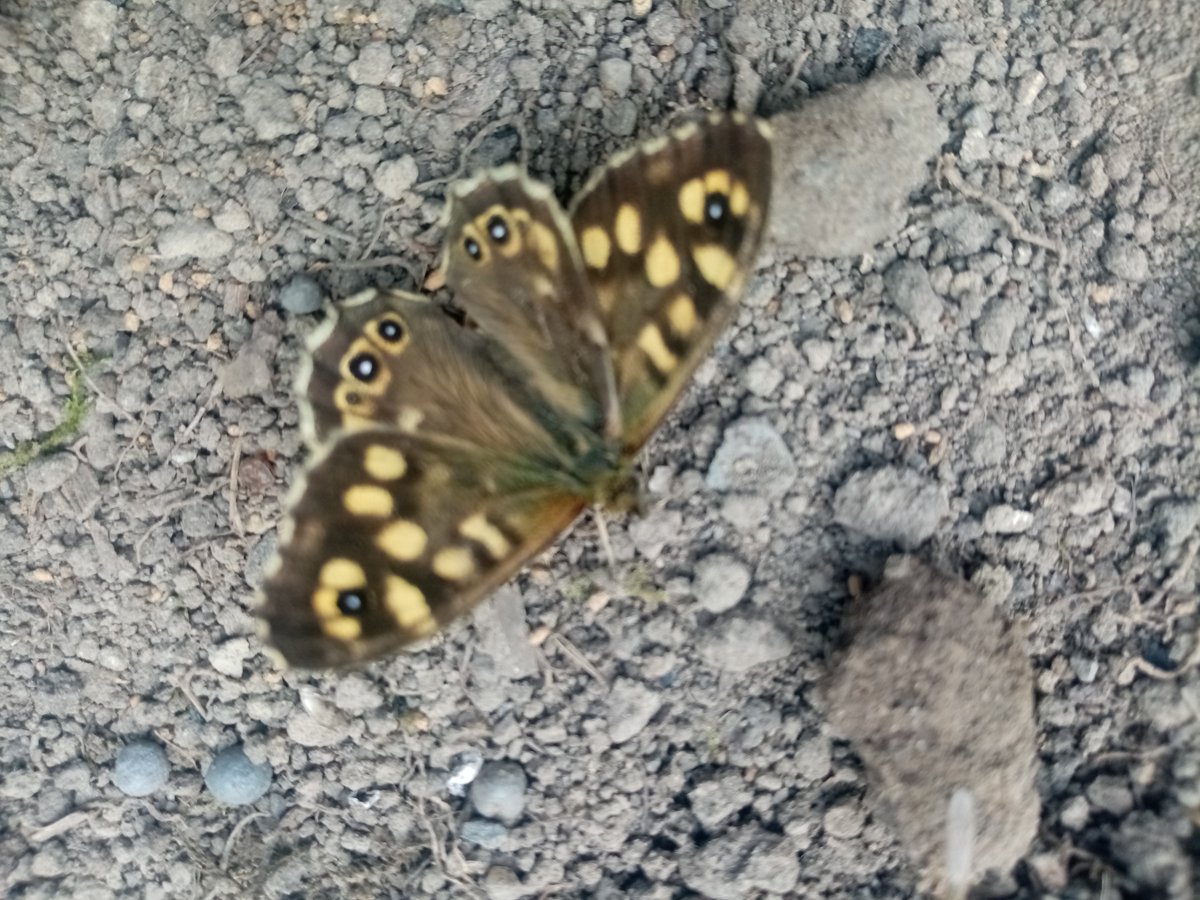 kerri_ni's tweet photo. Breacfhéileacán Coille / Specked Wood

#fieldnoted #bog #correaly #beauty #light #gratitude #wingedthings #thinplaces #veinsoflight

[notes on being alive, 26.04.20] https://t.co/sMz48cyMxc