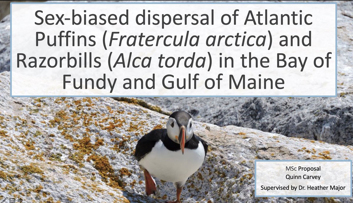 Presented my MSc proposal via video chat and I’m excited to follow up on all of the helpful feedback #AcademicTwitter #seabirds #science