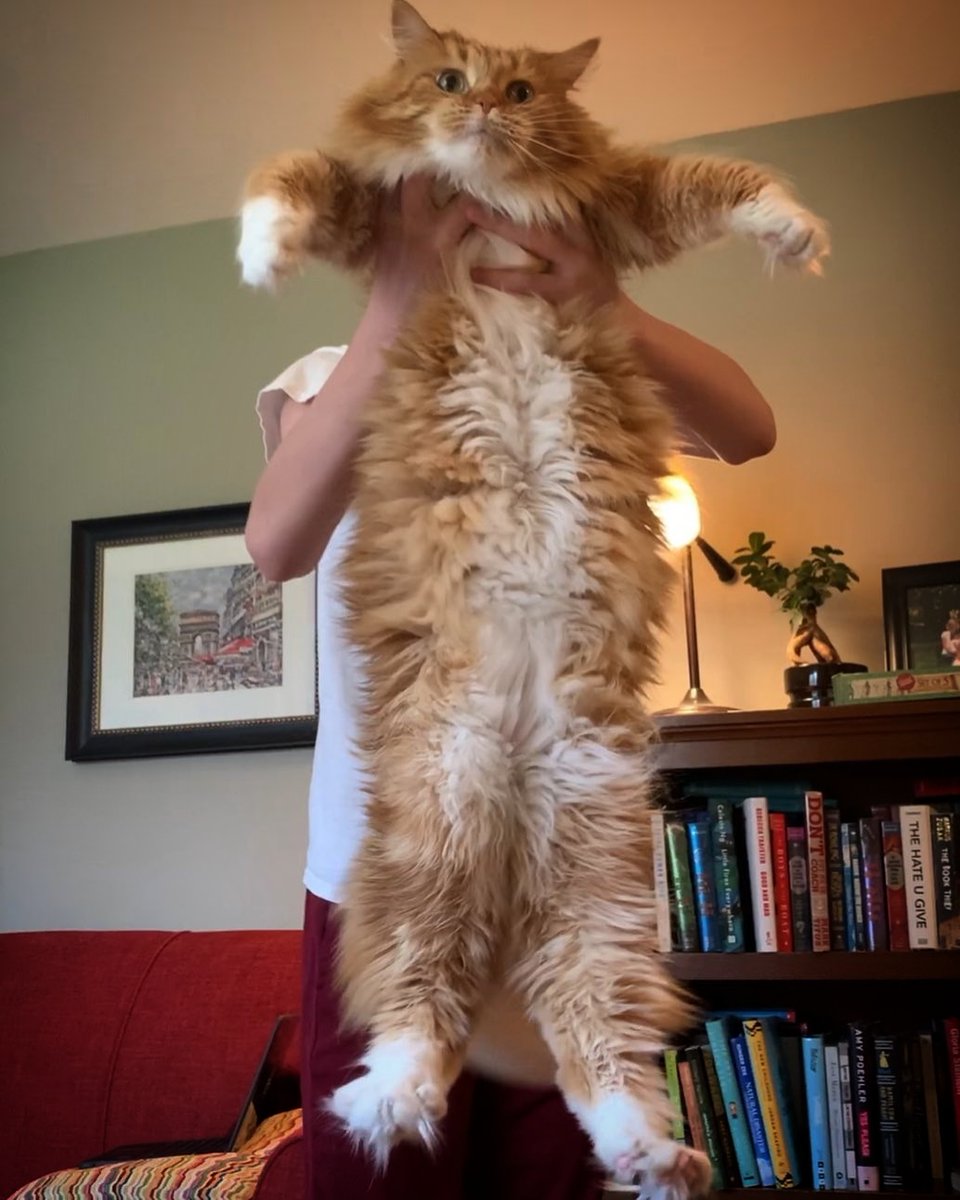 DogCatLovers2's tweet photo. I'am the lion queen 😸👑
Credit: stellagalejohnson
#cats #CatsOnTwitter #cat #kitten https://t.co/lvHnn8m0XN