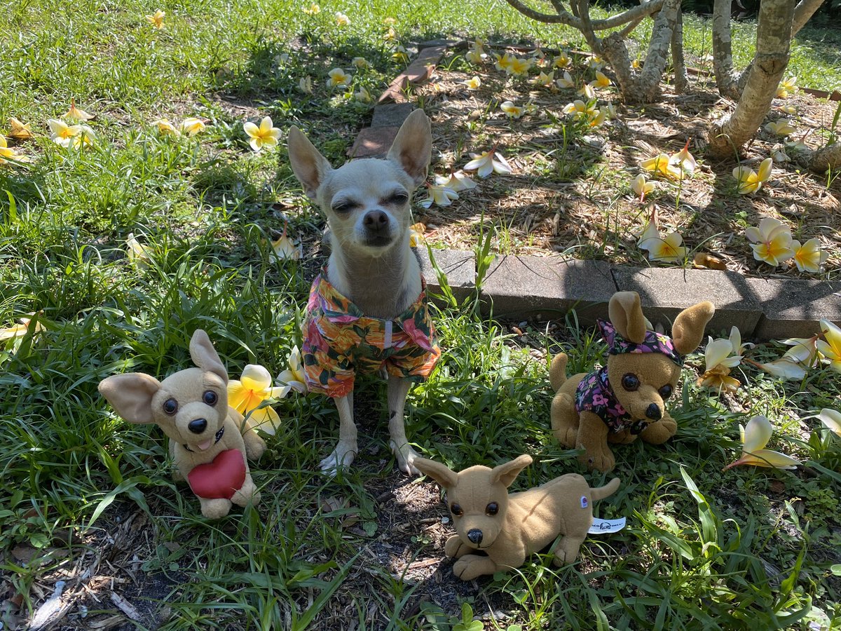 ericajanehoff's tweet image. It’s my dogs birthday :)