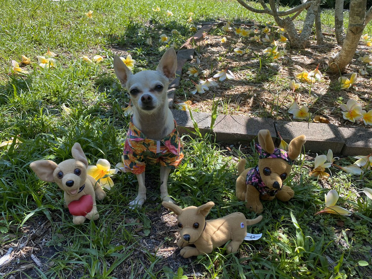 ericajanehoff's tweet image. It’s my dogs birthday :)