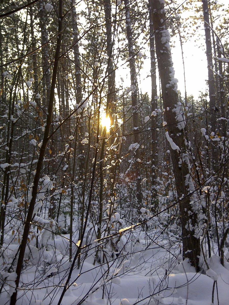 canuckcarl's tweet photo. This is inspired by my friend @DaceBulte  after being spellbound by the trees she took photos of in different seasons from her country of Latvia for #ArborDay. Here are some from Canada, different forests all within running distance from where I live in Canada. #TreesGiveLife https://t.co/Vq3xLUSZwO