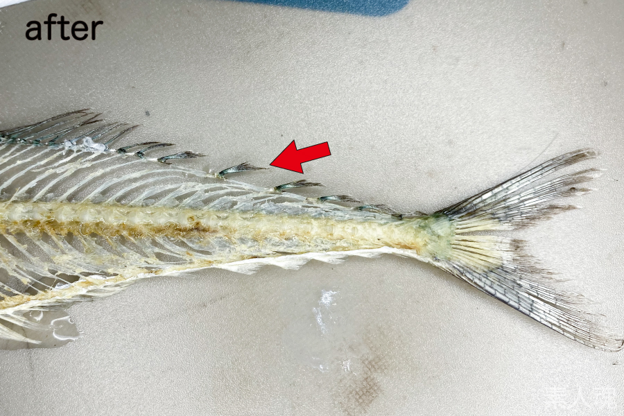 素人魂 いたちょ サンマの全身骨格 その1 アユの頭骨もゴールが見えてきたので サンマ Cololabis Saira に着手 よく 骨格標本のように食べる みたいな表現を見るけれど 実際のところホネ取りからアプローチしたサンマの全身骨格って見たことないなと