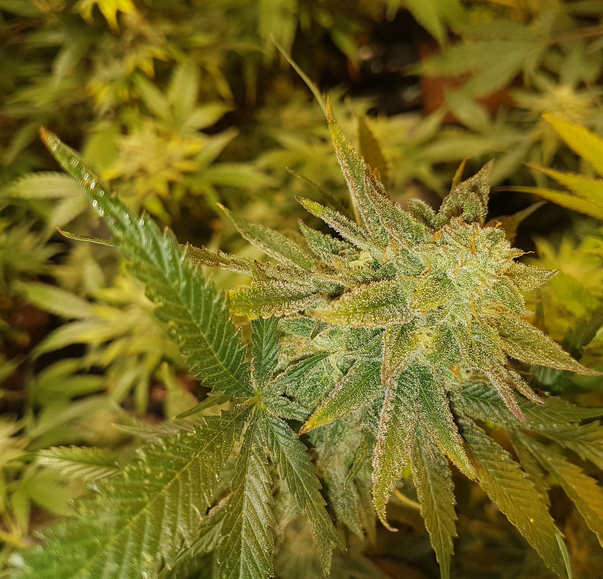 mi territorio es #Dispensary #bittercherrypunch #dispensaryseeds in <a href="/DispensaryESP/">Dispensary Online Store</a> #neverlosegenetics #stayathome #cannabiscommunity #cherry #season2020 #cropover2020  #adrycmanëlsontesterteam