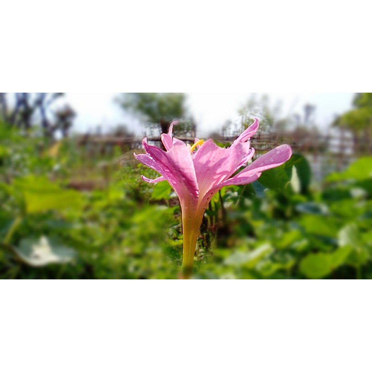 Karuna Gaha (@karunagaha5) on Twitter photo 