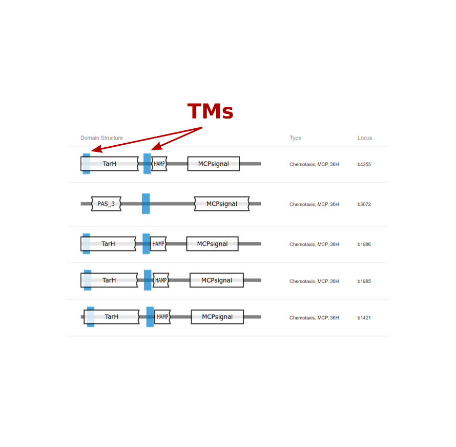 Mist3Db's tweet photo. MiST3 now displays transmembrane region predictions with TMHMM2.

We also made some cosmetic changes in our navigation bar and you can live chat with developers on our hitter channel: 

https://t.co/ARzN87pTVm https://t.co/TQwt5rvrUc