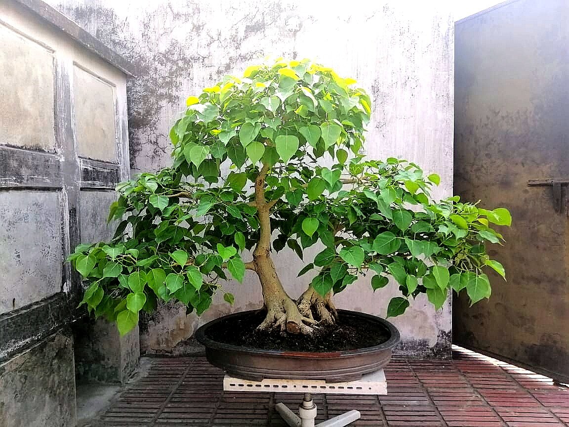 Bonsai_Rajshahi's tweet photo. 👉 (https://t.co/OveOnrHxWw)
Like my #fb #page:
👉https://t.co/V2Isz1sza5
Like my #fb #page:
👉https://t.co/TlNhCdDen7
#BonsaiatRajshahi #Bonsai #bonsaiartists #bonsaimakers #bonsaitree #bonsai #bonsaigarden #bonsaicutting #bonsaimaking  #lifestyleandleisure #bonsaigarden https://t.co/xn4C3j9FkP
