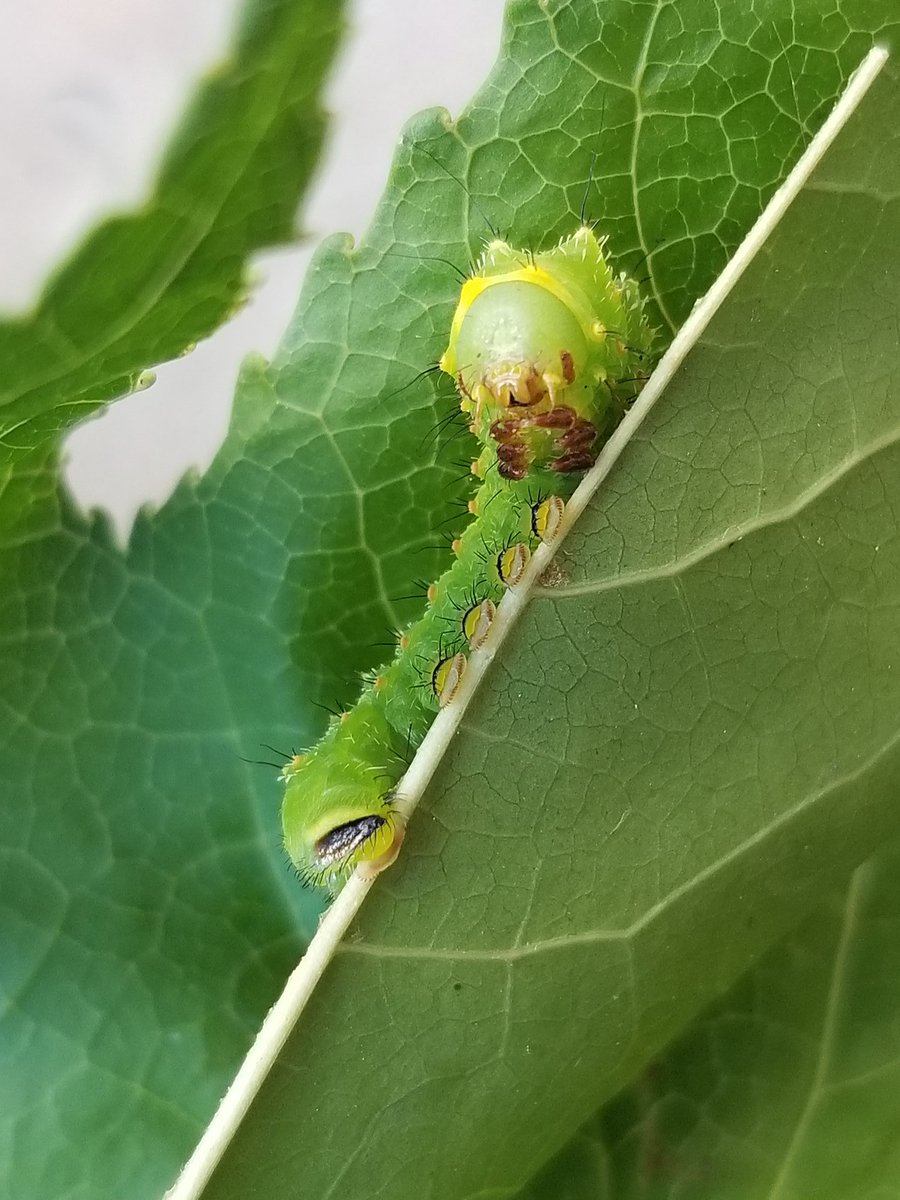 Becky (@bio__beck) on Twitter photo We have another species we are rearing right now! Luna moths (Actias luna) are back in the <a href="/KawaharaLab/">Kawahara Lab</a>, and as cute as ever. They like to sleep with their little hands (true legs) together! π₯Ί We have another species we are rearing right now! Luna moths (Actias luna) are back in the <a href="/KawaharaLab/">Kawahara Lab</a>, and as cute as ever. They like to sleep with their little hands (true legs) together! π₯Ί