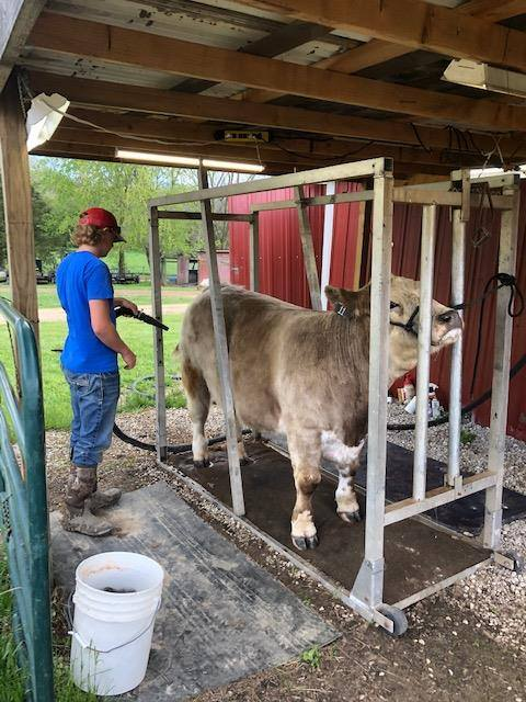 FfaCuba's tweet photo. FFA Greenhand, Carter Deppe, getting in some good time with his steer during quarantine!! Keep up the good work Carter! #CubaFFA @CubaHighSchool https://t.co/jmuzaHXVbC