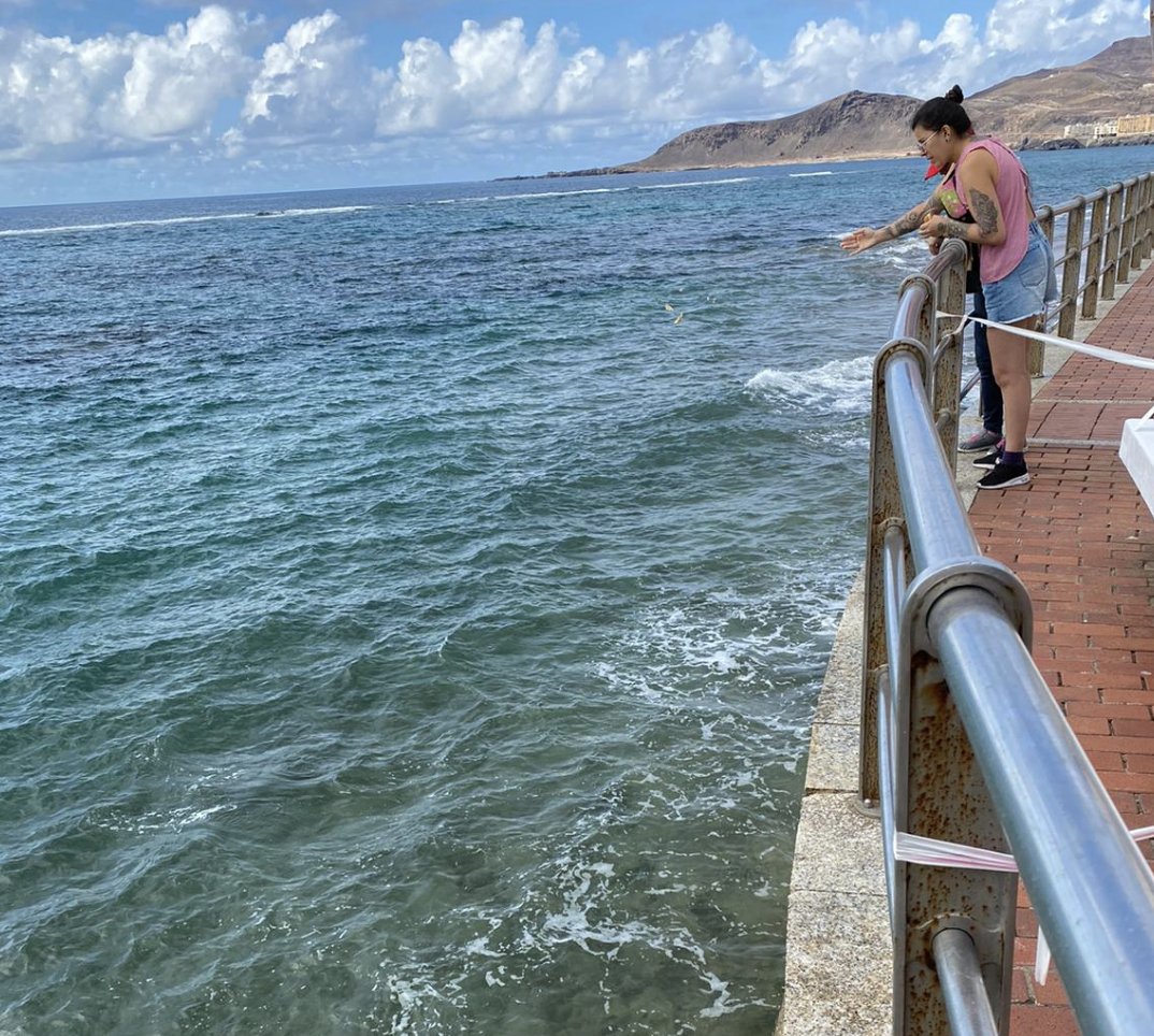 Mi playa de Las Canteras 🏊🏻‍♀️🦈 tweet media