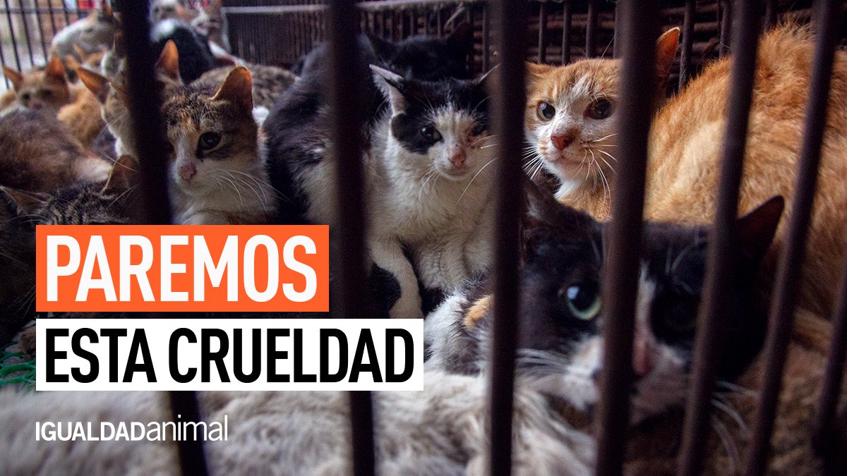 FRIKSTAILERS's tweet photo. @ONU_es : ¡Escuchen las voces de cientos de miles de personas en todo el mundo reclamando la prohibición de los mercados húmedos por nuestra salud y el bienestar de millones de animales! https://t.co/rPAm8FOOEn #letsbanwetmarkets https://t.co/rDpVND6UyS