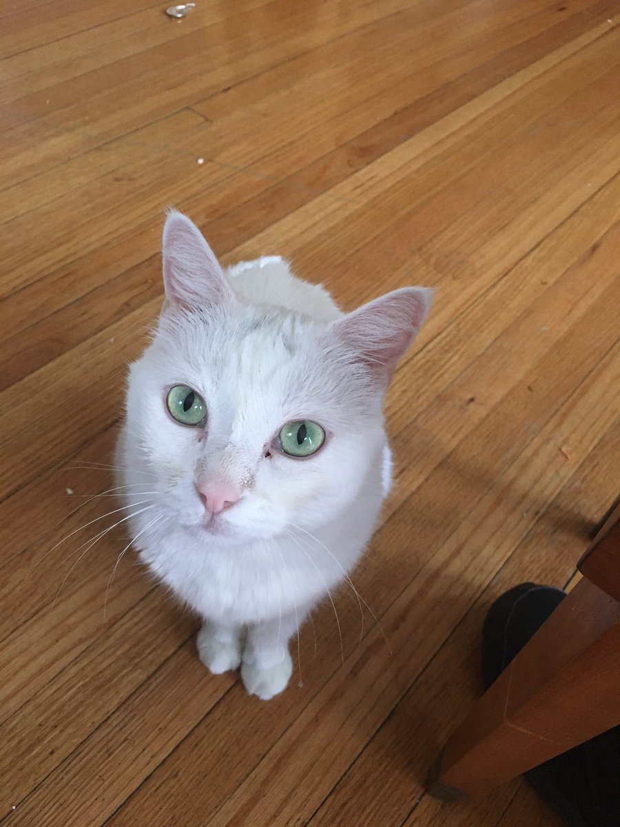 LHCowie's tweet photo. @slcornwell My cat loves this book from the WSD Digital Library — Lost and Found Cat. Kunkush goes missing when the family has to flee their homeland. My cat Momo loves the happy ending !💗💗💗
#PawsForReading #WinnipegSDLibraries 
@CrownPublishing @OverDriveLibs https://t.co/gBcYNfX8Bk
