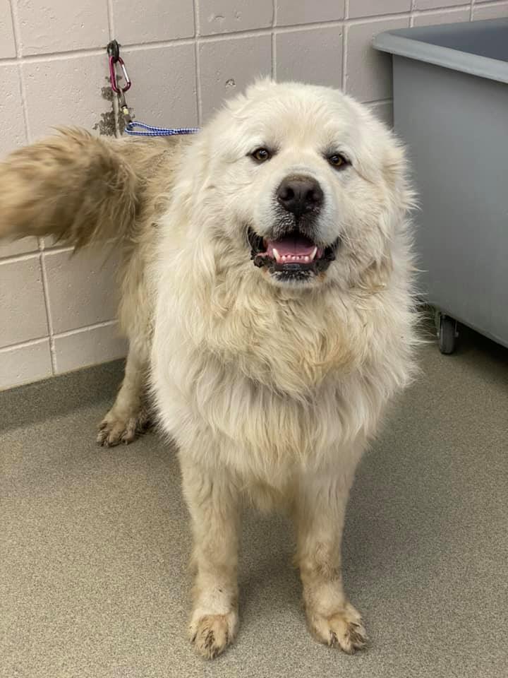 matted great pyrenees