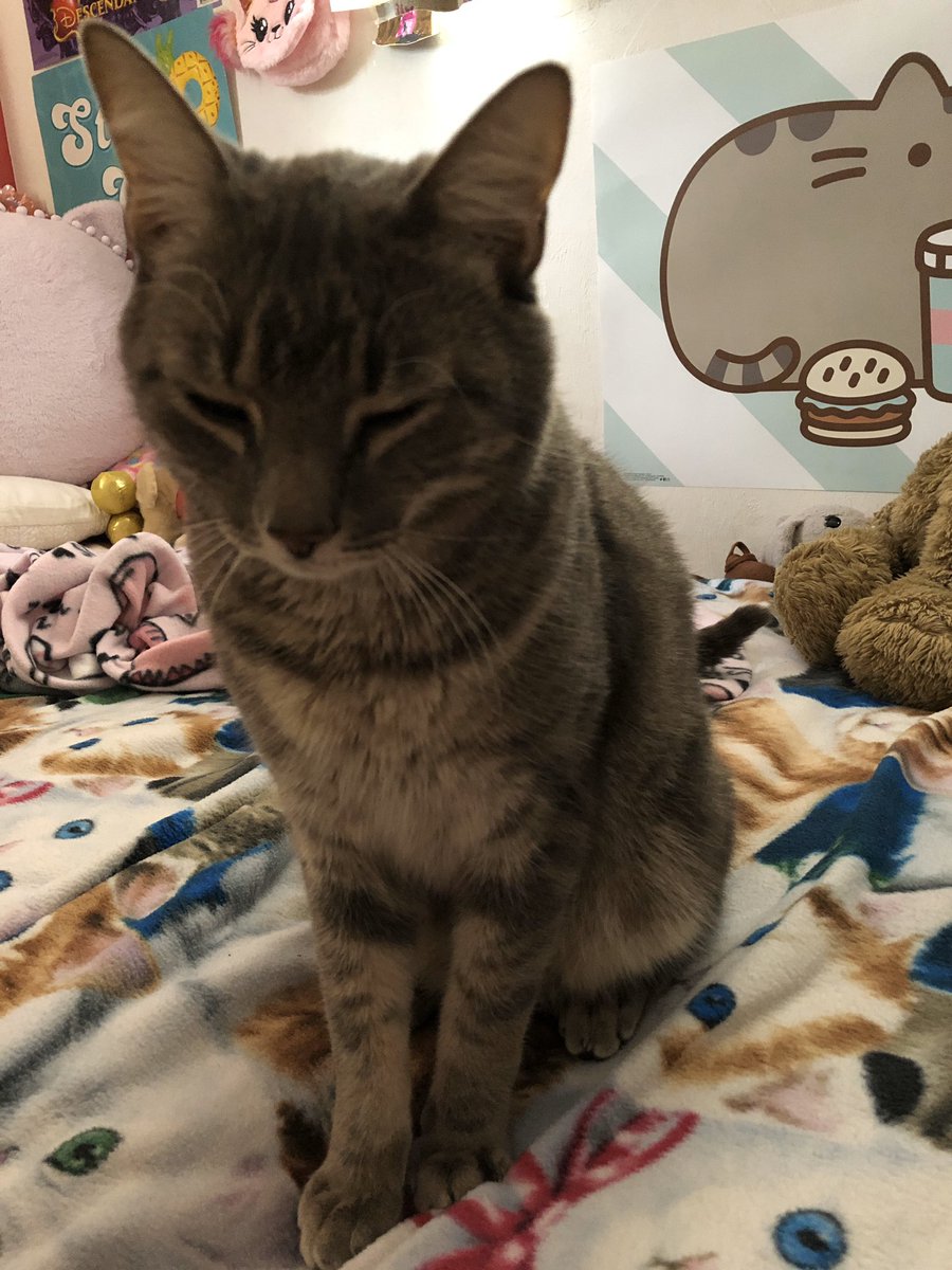 Meet Jackson- this sweet fellow brings so much joy to the Cassinelli household!!! P.S. He is so lucky. He takes naps ALL day. <a href="/VineyardsVipers/">Vineyards Elementary</a> <a href="/collierschools/">Collier County Public Schools</a> #CCPSProud