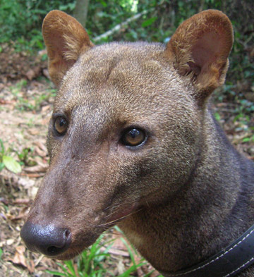 Wild dogs at stake: #deforestation threatens the only #Amazon endemic #canid, the #ShortEaredDog

' ~30% of its current distribution is expected to be lost or suffer sharp declines in habitat suitability by 2027 due to #forestloss.'
 
📷: R. Pitman

royalsocietypublishing.org/doi/full/10.10…