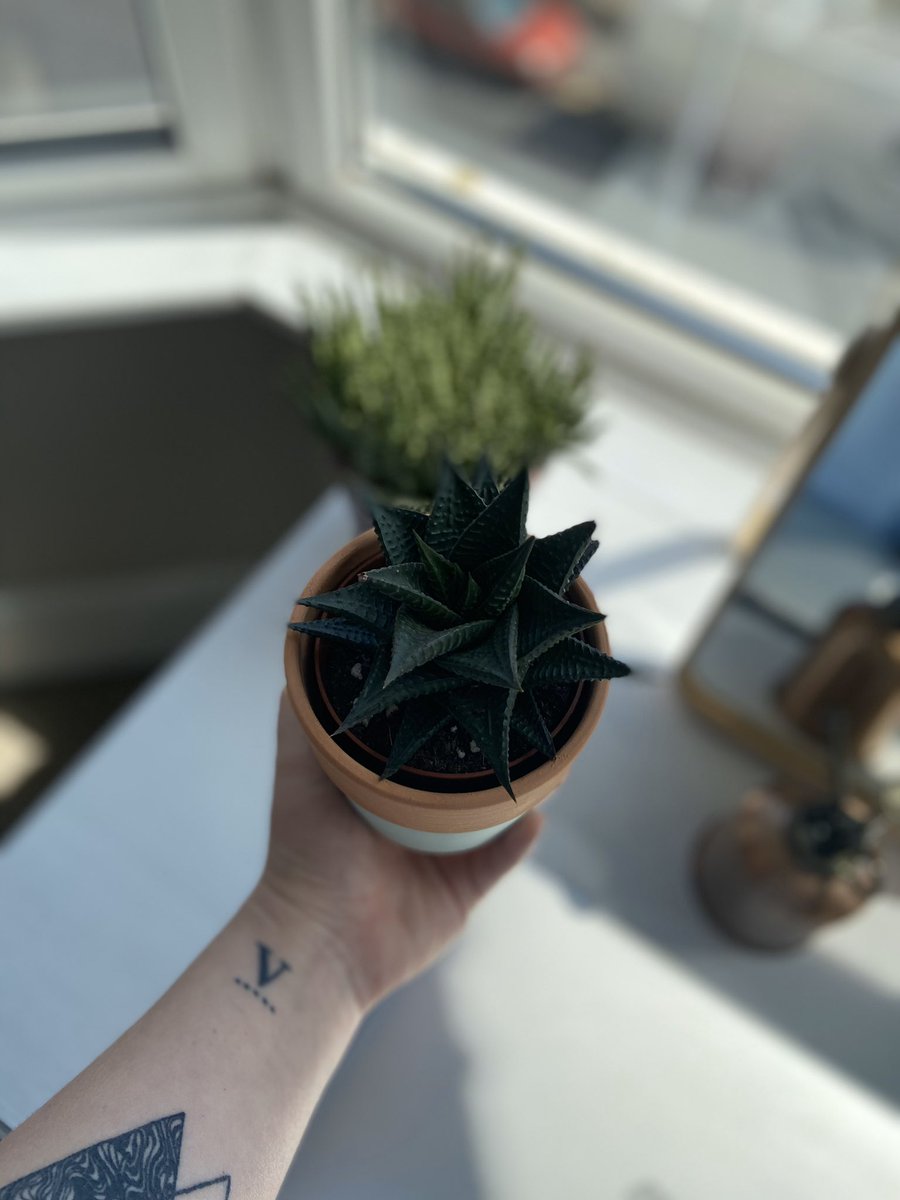 just a lil succulent (think it’s some kind of Haworthia but who knows), no room is complete without at least one lil succulent