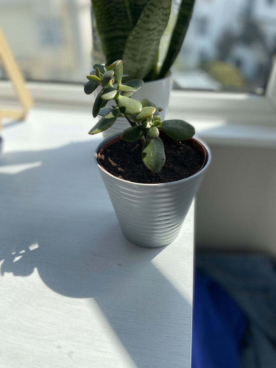 a little Jade plant that I was gifted from my housemate, love this little one it’s so cute