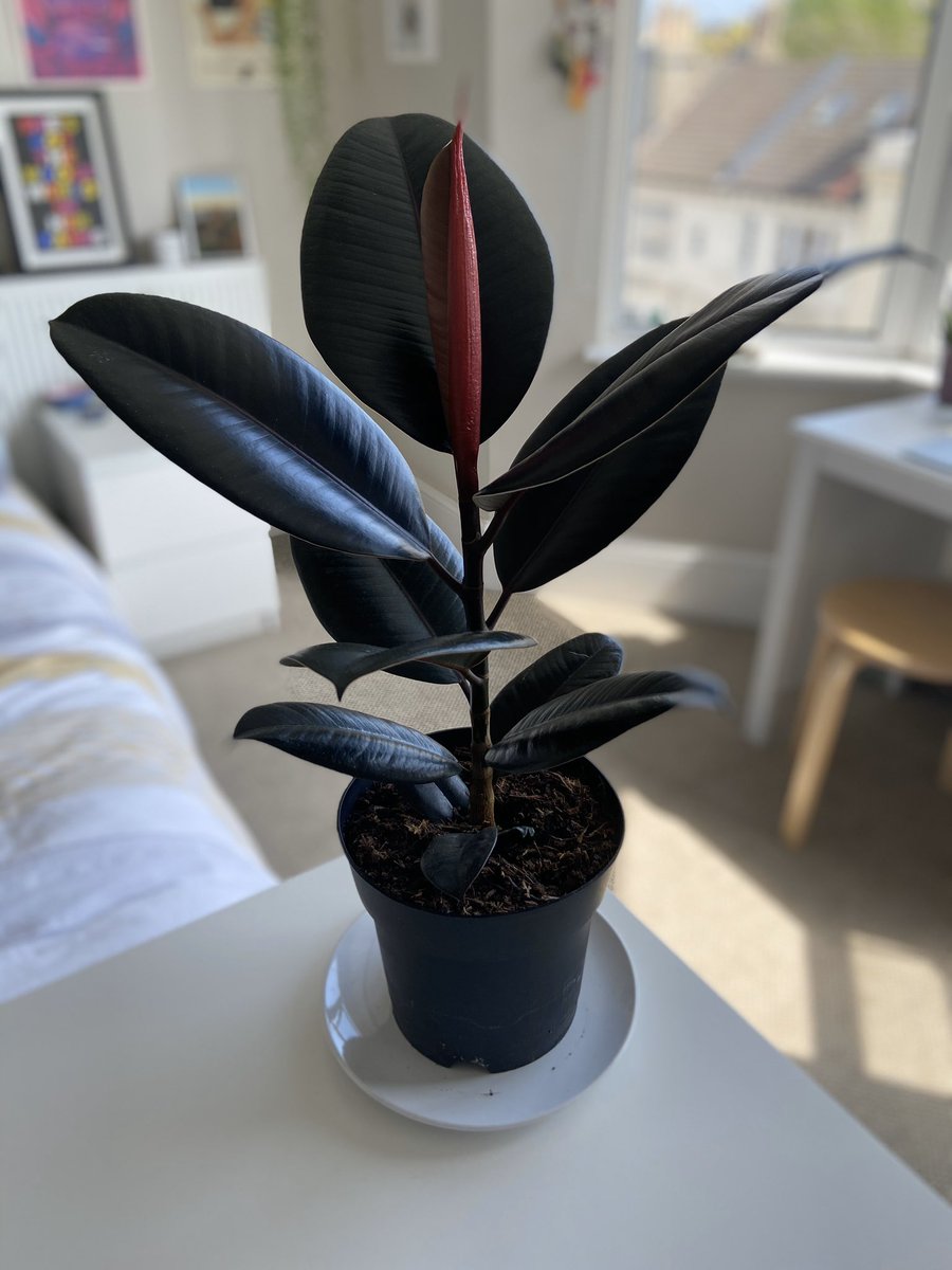and the most recent addition is this amazing Rubber Plant (don’t judge the lack of pot and the fact it’s sat on a plate). This is honestly so beautiful and I can’t wait for it to be a big rubbery tree