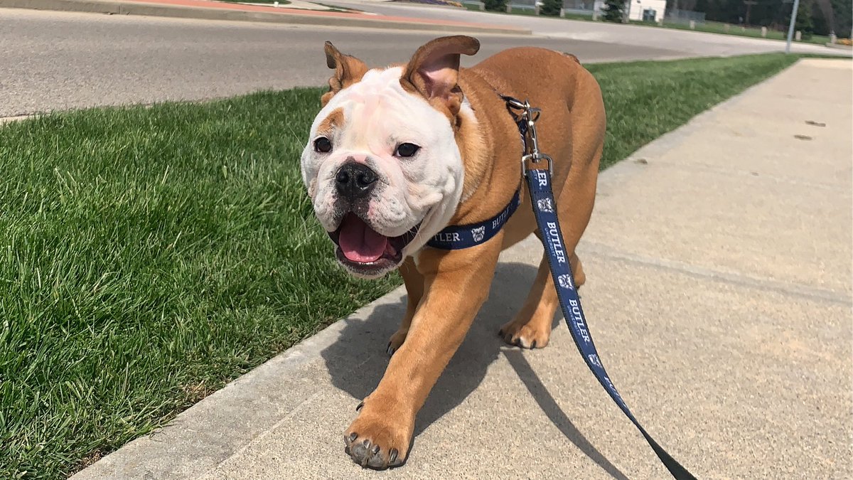 TheButlerBlue's tweet photo. We are walking into a great week, I can just feel it!๐๐ถ #MondayMotivation #GoDawgs https://t.co/gx3AVlW0H4