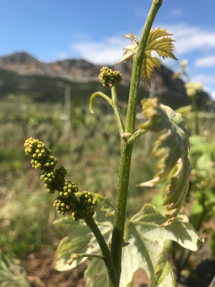 Floraison du Vermentinu <a href="/DomaineOrenga/">Orenga de Gaffory</a> #vins #corse #patrimonio