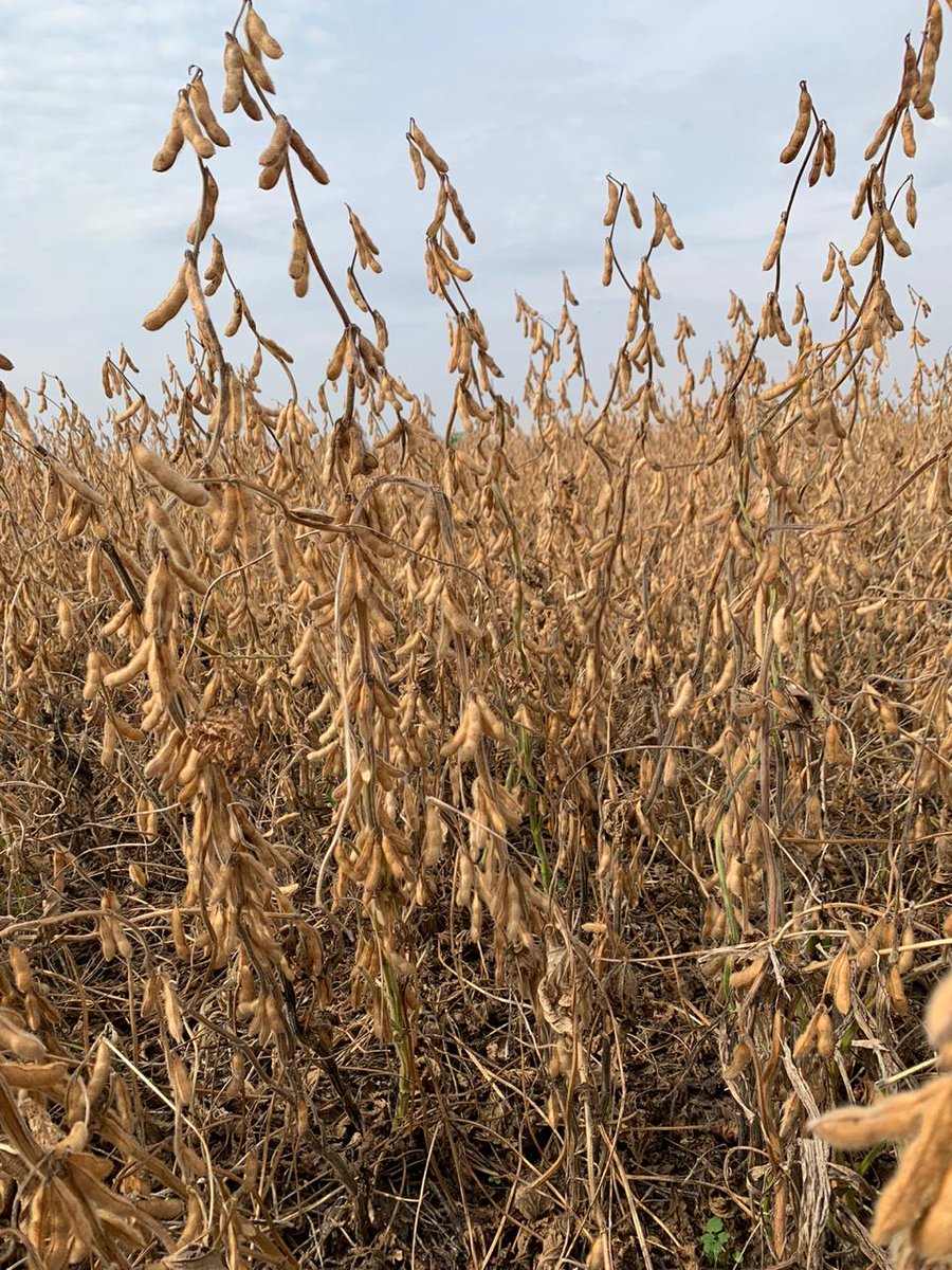 DONMARIOoficial's tweet photo. Seguimos evaluando resultados!! 😃
Ensayo #Soja 🌱 DM 46i20 STS en Buchardo, Córdoba. Rinde 5680 kg/ha. Productor Eduardo Cignetti. https://t.co/3eQY6srBPn