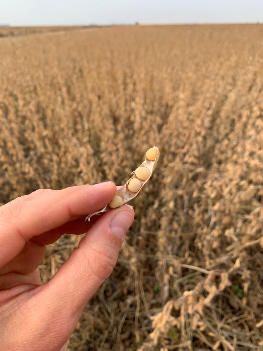 DONMARIOoficial's tweet photo. Seguimos evaluando resultados!! 😃
Ensayo #Soja 🌱 DM 46i20 STS en Buchardo, Córdoba. Rinde 5680 kg/ha. Productor Eduardo Cignetti. https://t.co/3eQY6srBPn