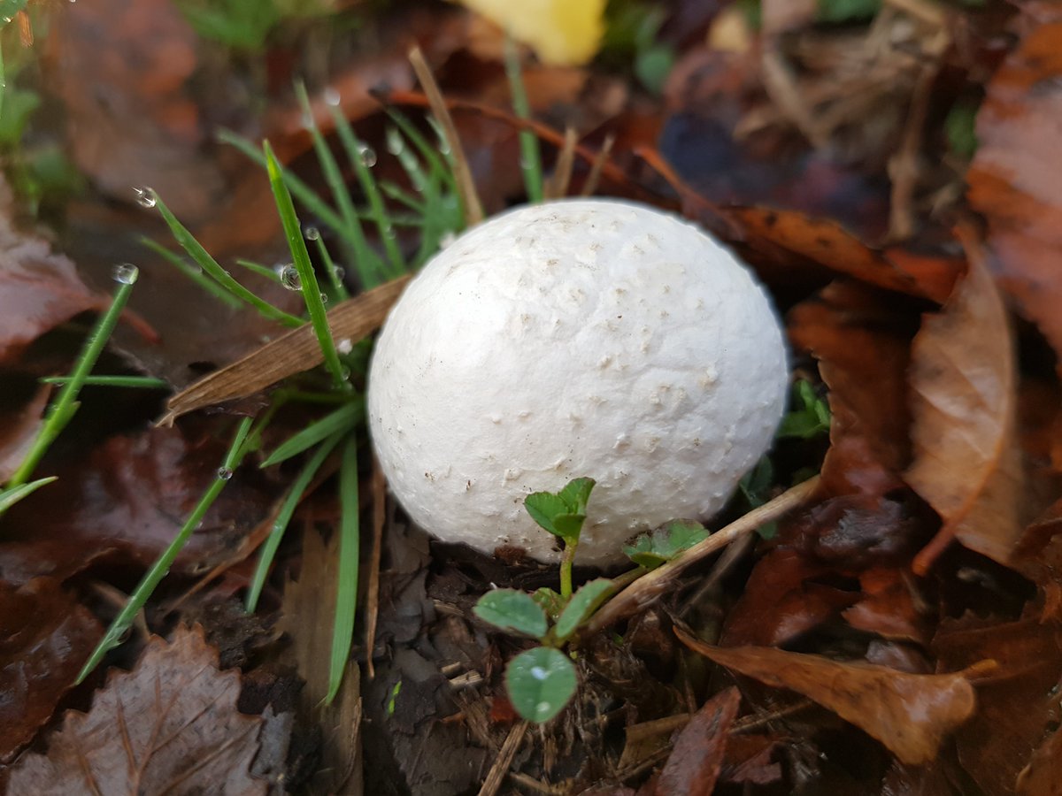 puconsale's tweet photo. #Fungi amanecer en #Araucanía hongos de #Otoño https://t.co/KgarwHBfE0