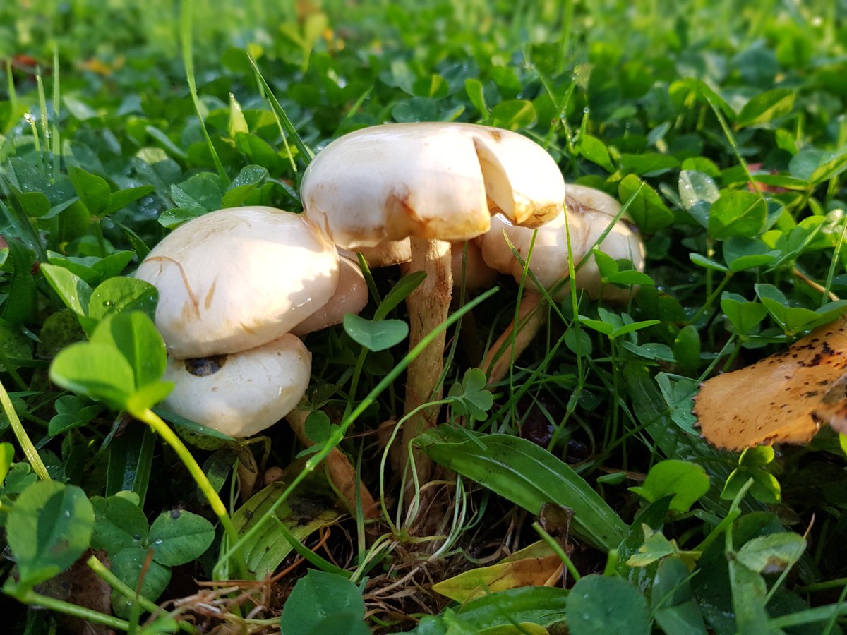 #Fungi amanecer en #Araucanía hongos de #Otoño